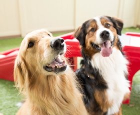 A golden retriever and a Bernese mountain dog sit in a Camp Bow Wow franchise location