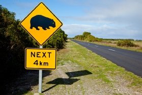 Wombat crossing sign.
