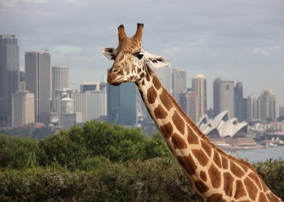 Taronga Conservation Society Australia operates the Taronga Sydney Zoo.