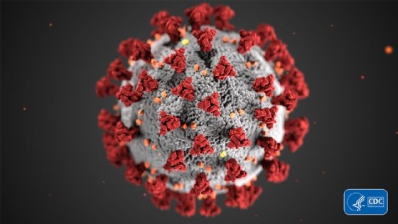 A microscopic image of the coronavirus.