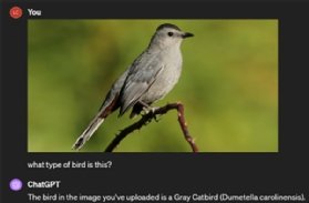Screenshot of a ChatGPT conversation. The user uploads a photo and asks ChatGPT to identify the bird in the image, which it does.