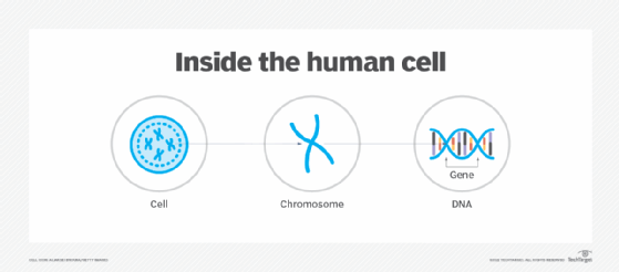 Inside of a human cell diagram