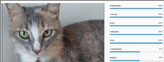 Screenshot showing generated predictions from uploaded image in SageMaker Canvas