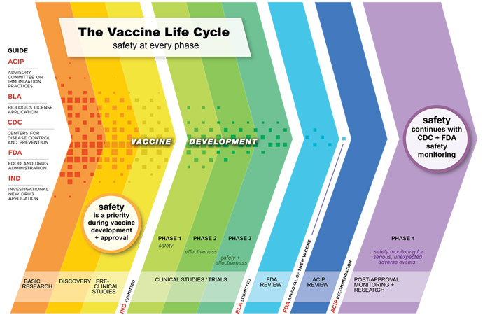 Vaccine Development Timeline and Safety Process