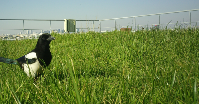 Oiseaux sur les toits de Cap Rocher